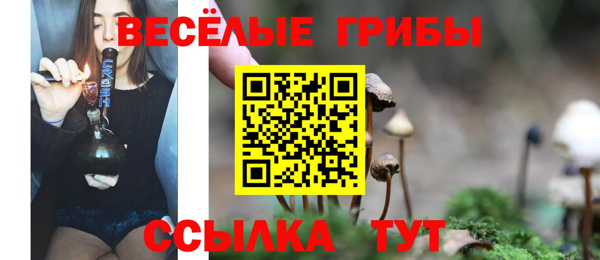 Псилоцибиновые грибы Psilocybe Свободный